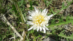 Taraxacum coreanum
