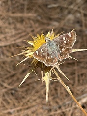 Muschampia proteides