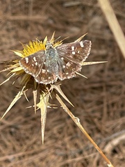 Muschampia proteides