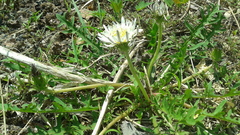 Taraxacum coreanum