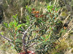 Agathosma foetidissima