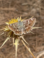 Muschampia proteides