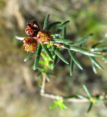 Agathosma foetidissima