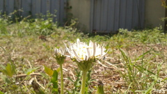 Taraxacum coreanum