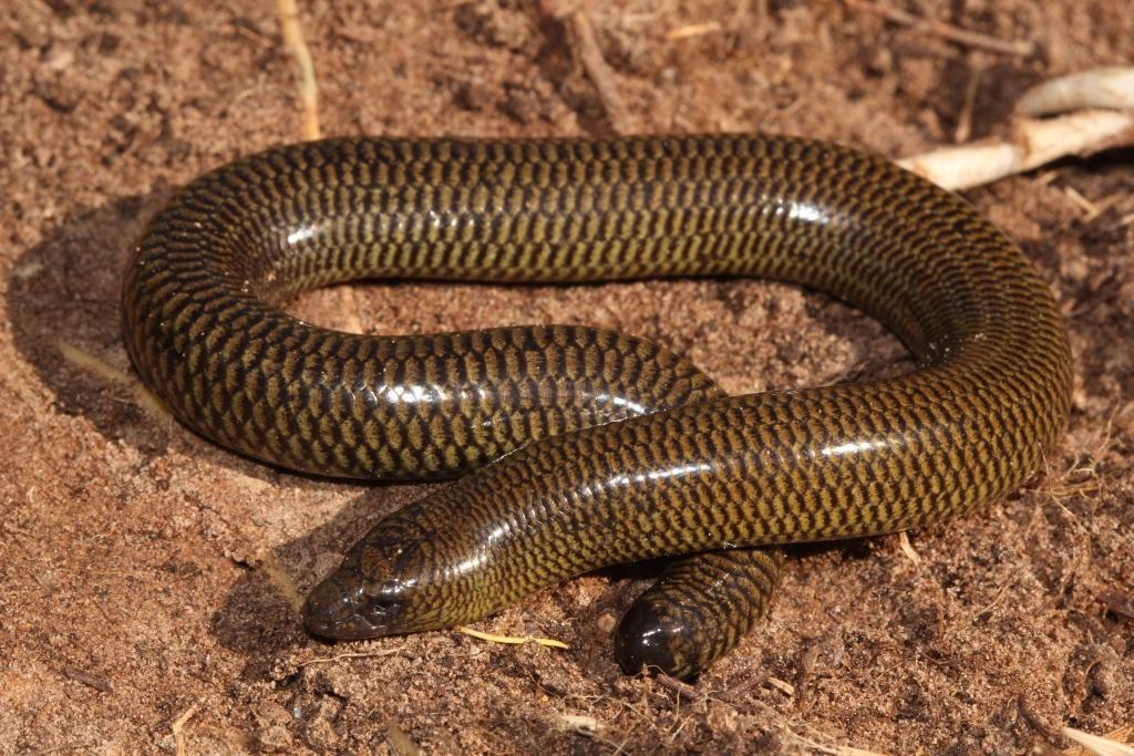 Shorthead Lance Skink