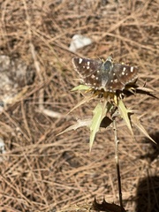 Muschampia proteides