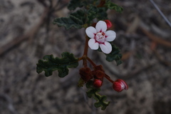 Androcalva pulchella