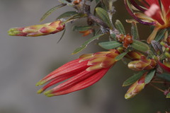 Lambertia multiflora multiflora