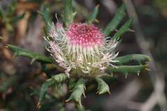Banksia carlinoides