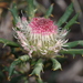Banksia carlinoides - Photo (c) Russ Chambers, algunos derechos reservados (CC BY-NC), subido por Russ Chambers