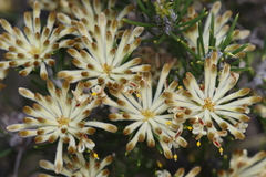 Petrophile brevifolia