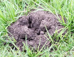 Cryptomys hottentotus