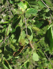 Betula raddeana