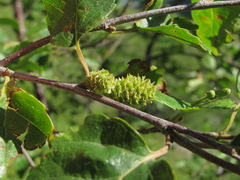 Betula raddeana