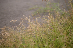 Eragrostis cumingii