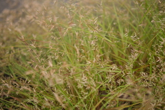 Eragrostis cumingii
