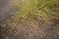 Eragrostis cumingii