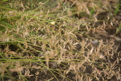 Eragrostis cumingii