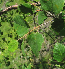 Betula raddeana