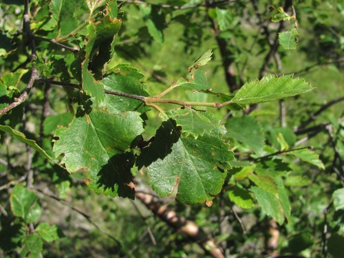 Betula raddeana