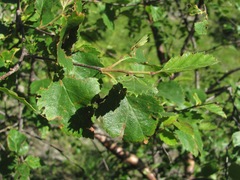 Betula raddeana