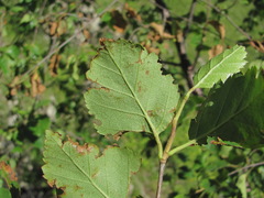 Betula raddeana