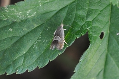 Grapholita delineana