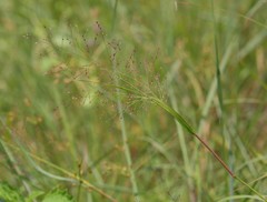 Panicum humile