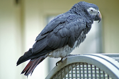 Timneh Parrot photo 3