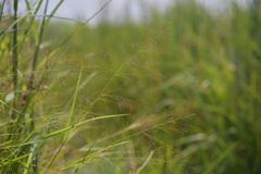 Panicum humile