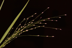 Panicum humile