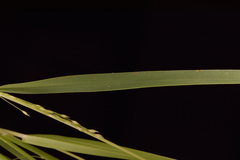 Panicum humile