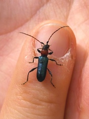 Cartallum ebulinum