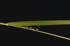 Panicum humile