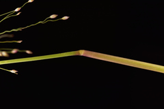 Panicum humile