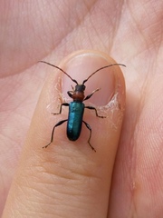 Cartallum ebulinum