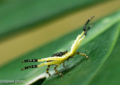 Phrynarachne decipiens