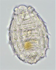 Macrotrachela multispinosa brevispinosa