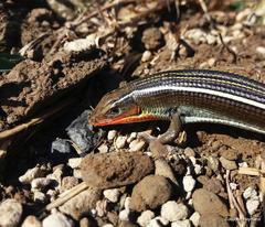 Gerrhosaurus flavigularis