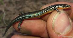 Panaspis wahlbergii