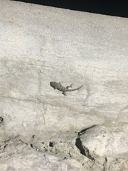 Mediodactylus danilewskii