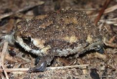 Breviceps adspersus
