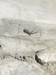 Mediodactylus danilewskii