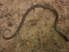 Aparallactus capensis