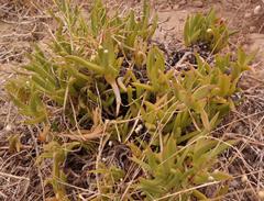 Ruschia diversifolia