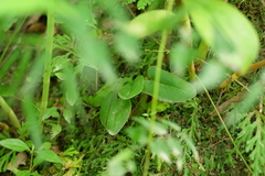 Mickelopteris cordata