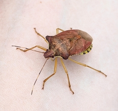 Pentatoma semiannulata
