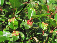 Salix kazbekensis