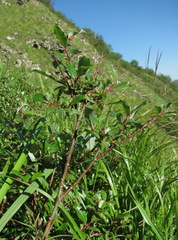 Salix kazbekensis