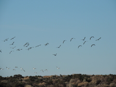 Haematopus leucopodus